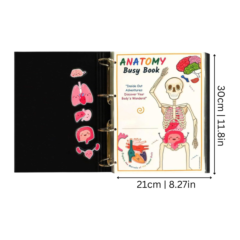 Anatomini